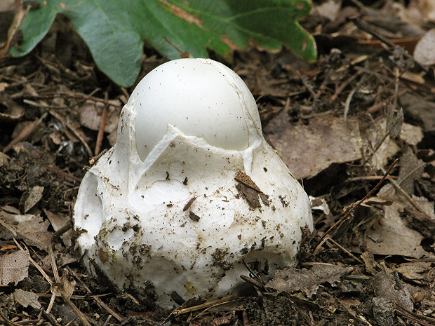 muchotrávka Amanita sp.