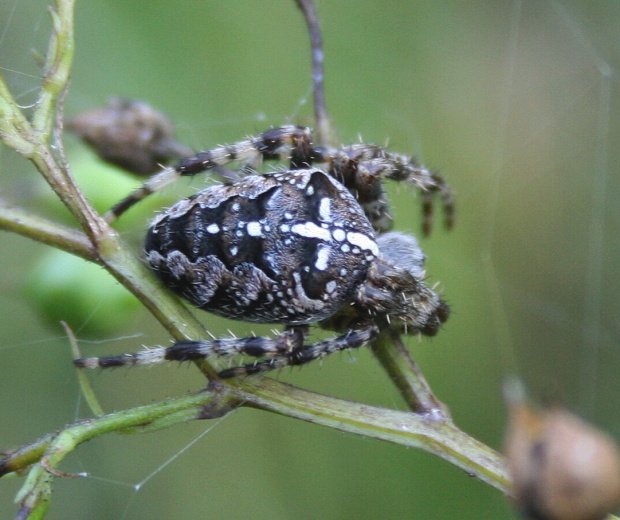 křižák obecný Araneus diadematus