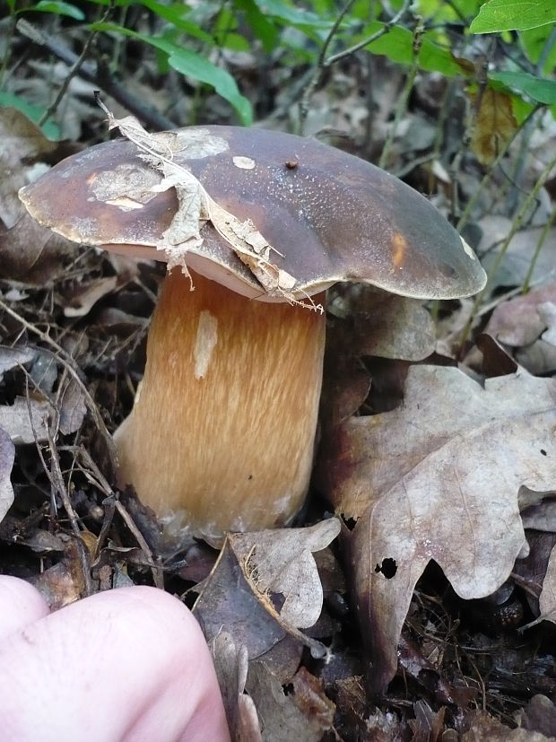 hríb bronzový Boletus aereus Bull. ex Fr.