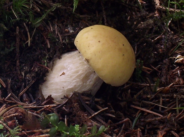 hríb smrekový citrónový? Boletus edulis f. citrinus? Venturi