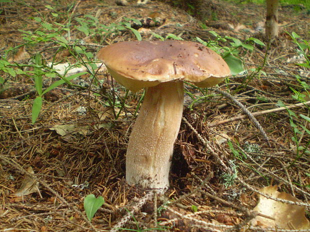 hríb smrekový Boletus edulis Bull.