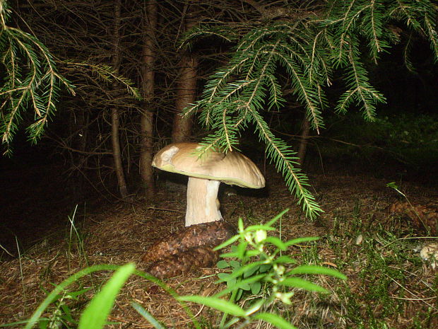 hríb smrekový Boletus edulis Bull.