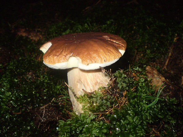 hríb smrekový Boletus edulis Bull.