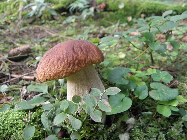 hríb smrekový Boletus edulis Bull.