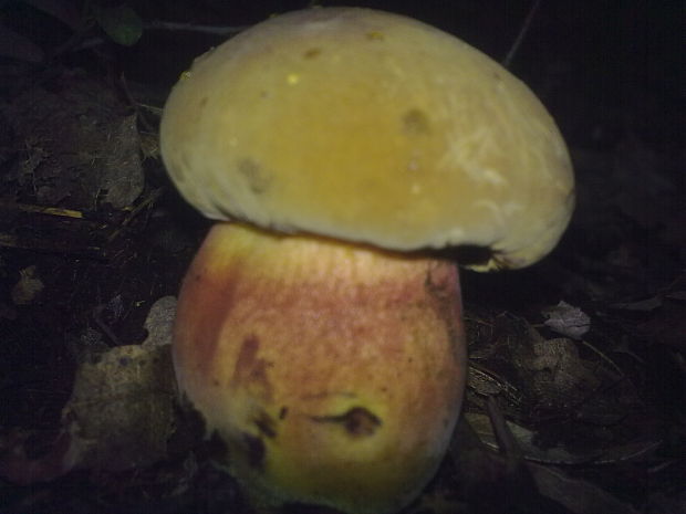 hríb zrnitohlúbikový odfarbený  Boletus erythropus subsp. discolor (Quél)