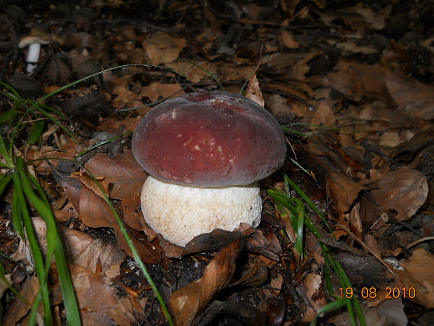 hríb sosnový Boletus pinophilus Pil. et Dermek in Pil.