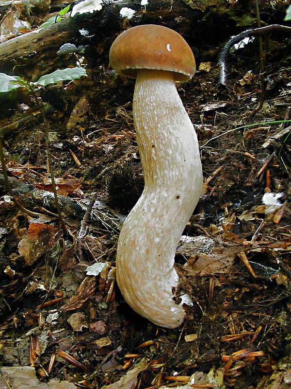 hríb dubový Boletus reticulatus Schaeff.