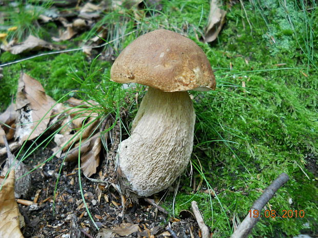 hríb dubový Boletus reticulatus Schaeff.