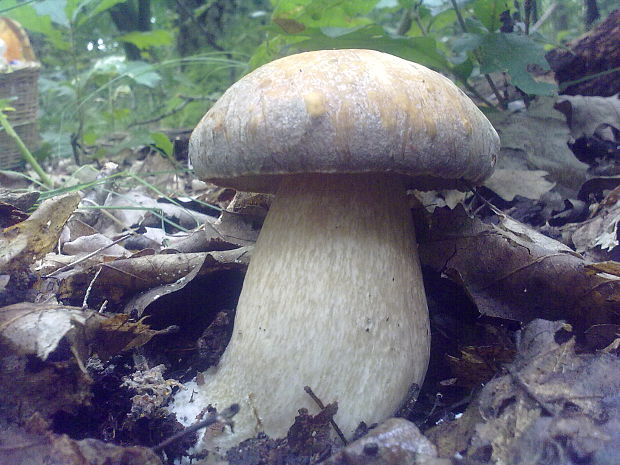 hríb dubový Boletus reticulatus Schaeff.