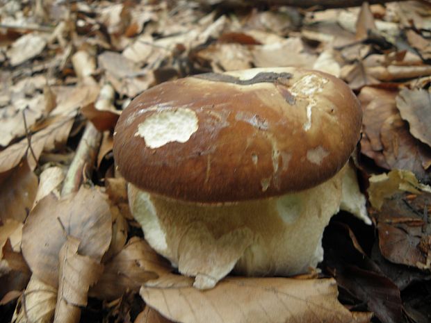 hríb dubový Boletus reticulatus Schaeff.