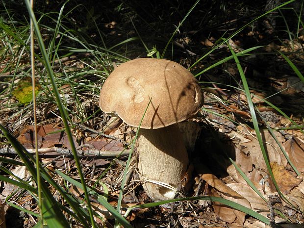 hríb dubový Boletus reticulatus Schaeff.