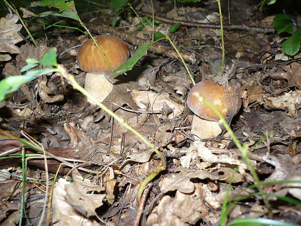 hríb dubový Boletus reticulatus Schaeff.