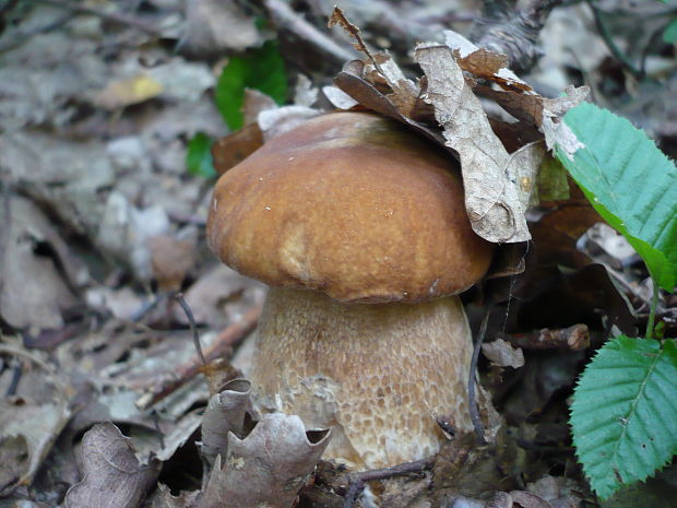 hríb dubový Boletus reticulatus Schaeff.