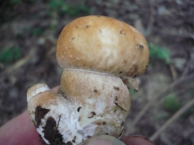 hríb dubový Boletus reticulatus Schaeff.