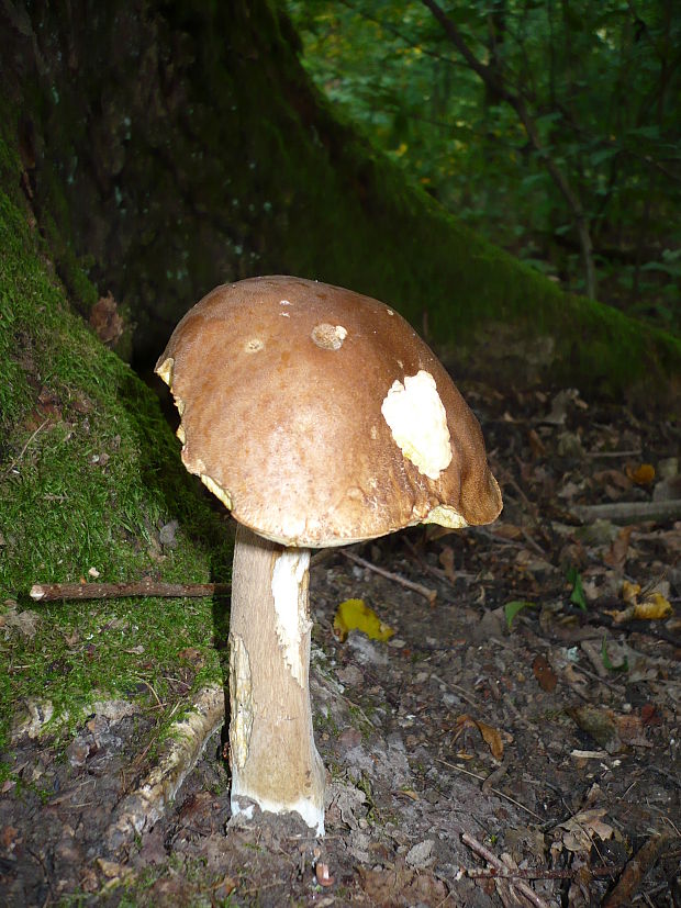 hríb dubový Boletus reticulatus Schaeff.