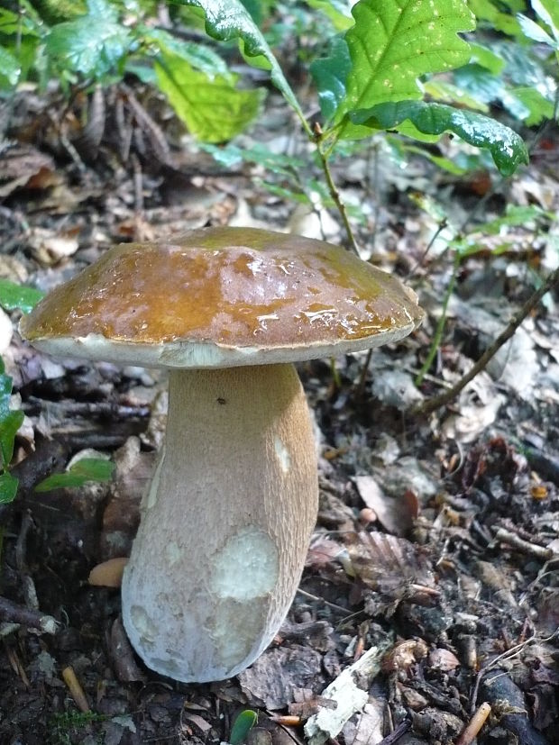 hríb dubový Boletus reticulatus Schaeff.