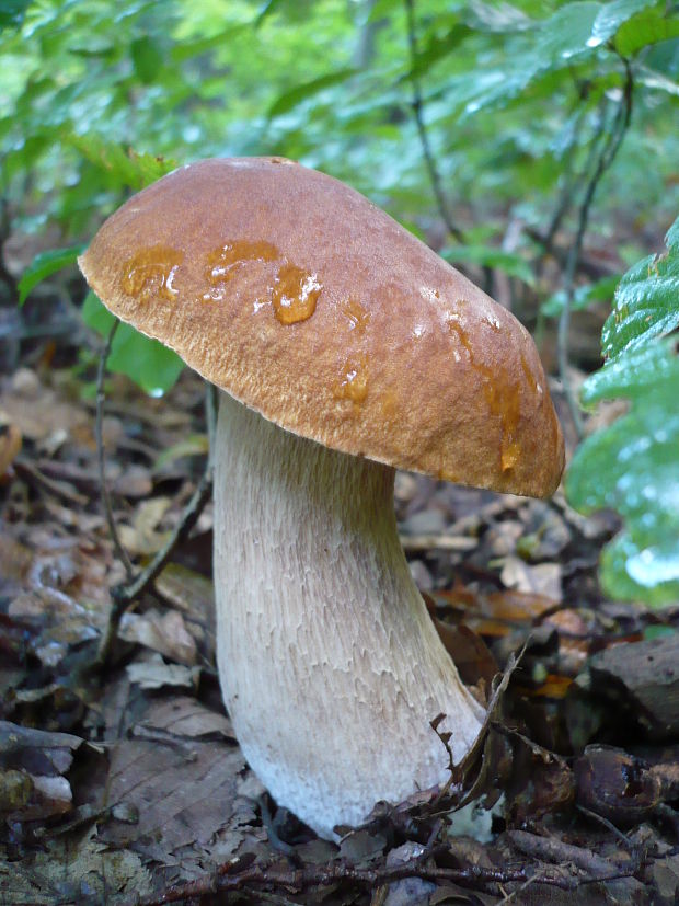 hríb dubový Boletus reticulatus Schaeff.