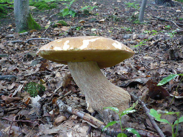 hríb dubový Boletus reticulatus Schaeff.