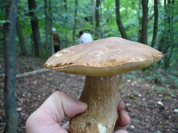 hríb dubový Boletus reticulatus Schaeff.