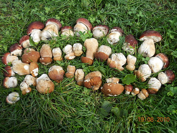 hríb Boletus sp.