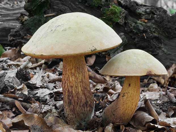 hríb Boletus sp.