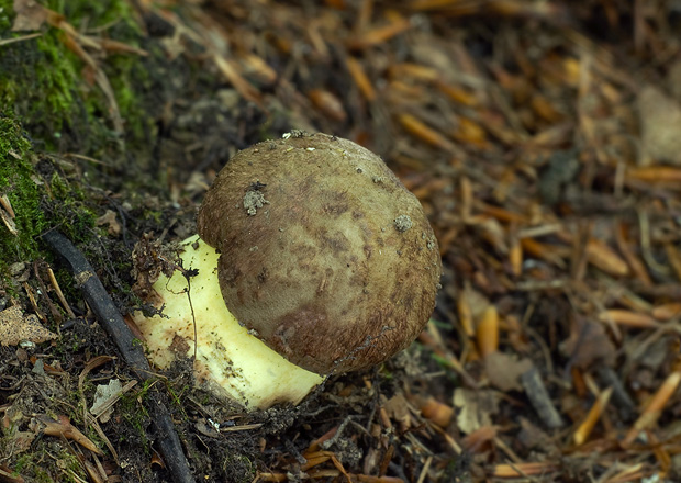 hríb príveskatý Butyriboletus appendiculatus (Schaeff. ex Fr.) Secr.