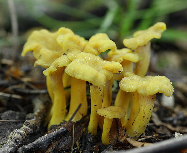 kuriatko Cantharellus sp.