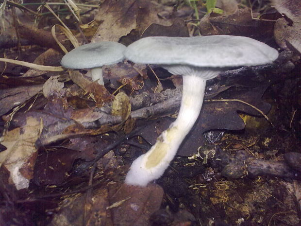 strmuľka anízová Clitocybe odora (Bull.) P. Kumm.