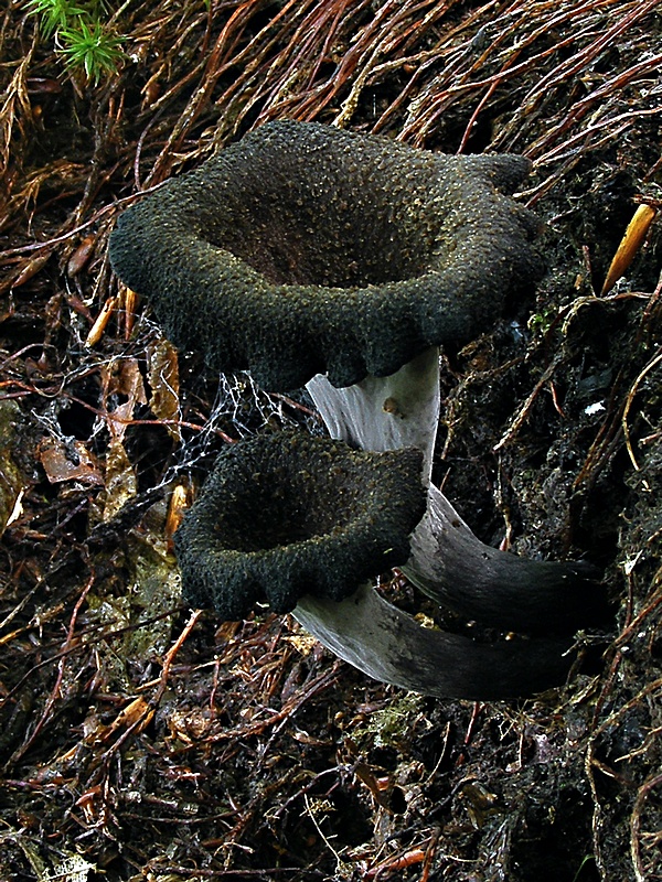 lievik trúbkovitý Craterellus cornucopioides (L.) Pers.