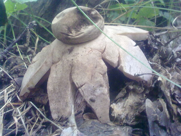 hviezdovka červenkastá? Geastrum rufescens? Pers. ex Pers.