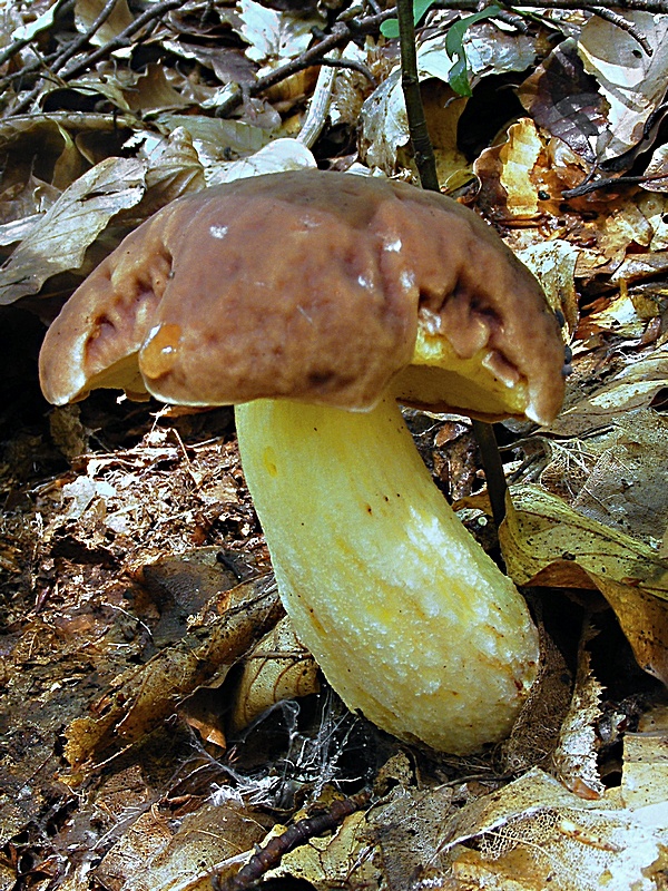 hríb jamkatý Hemileccinum depilatum (Redeuilh) Šutara