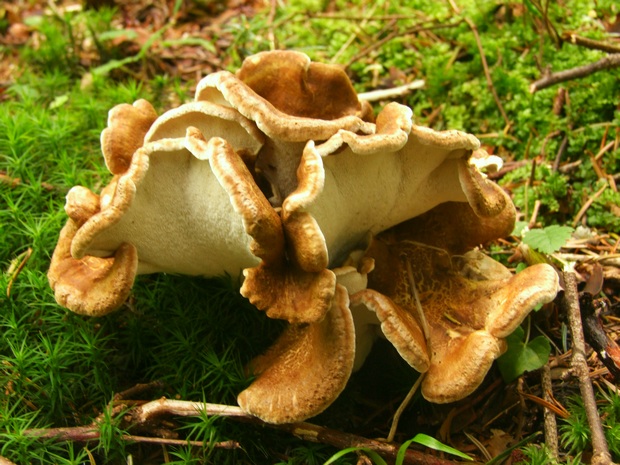 krásnopórovec zelenohnedý Laeticutis cristata (Schaeff.) Audet