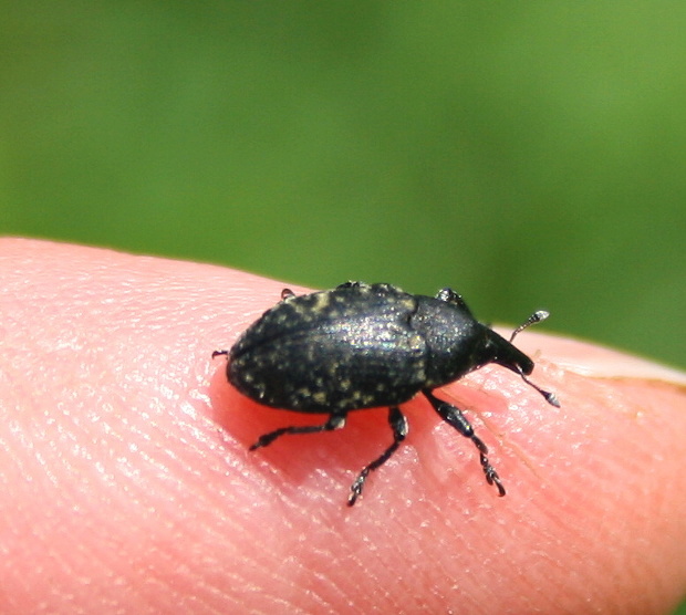 nosatec Larinus turbinatus