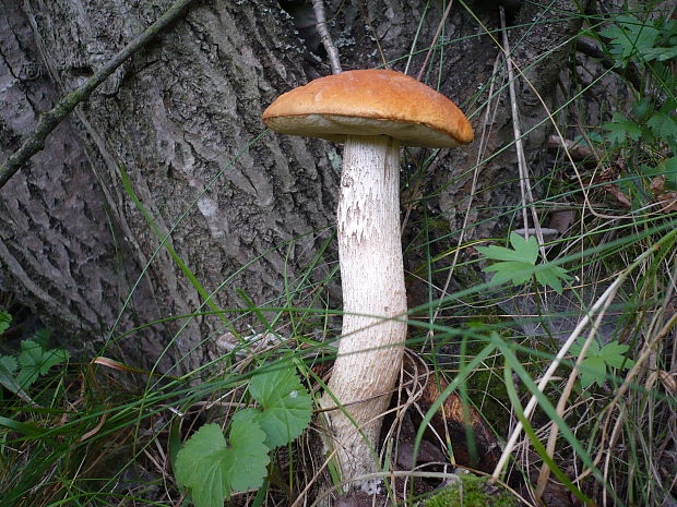 kozák osikový Leccinum albostipitatum den Bakker & Noordel.