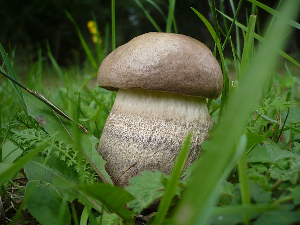 kozák hnedý? Leccinum decipiens?