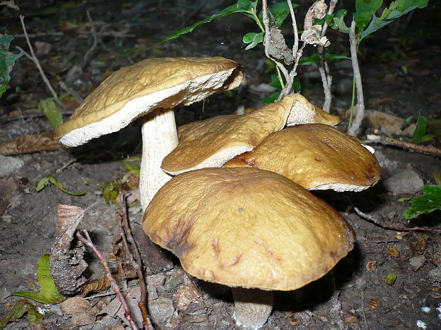 kozák hrabový Leccinum pseudoscabrum (Kallenb.) Šutara