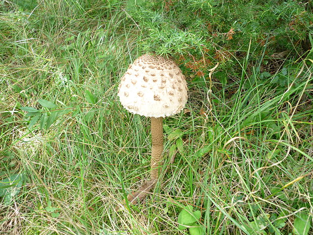 bedľa vysoká Macrolepiota procera (Scop.) Singer