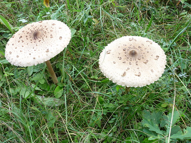 bedľa vysoká Macrolepiota procera (Scop.) Singer