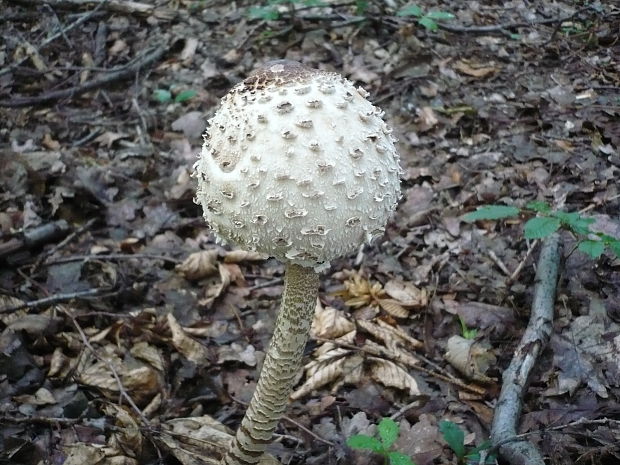 bedľa vysoká Macrolepiota procera (Scop.) Singer