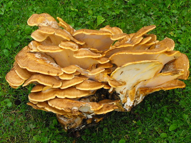 vejárovec obrovský Meripilus giganteus (Pers.) P. Karst.