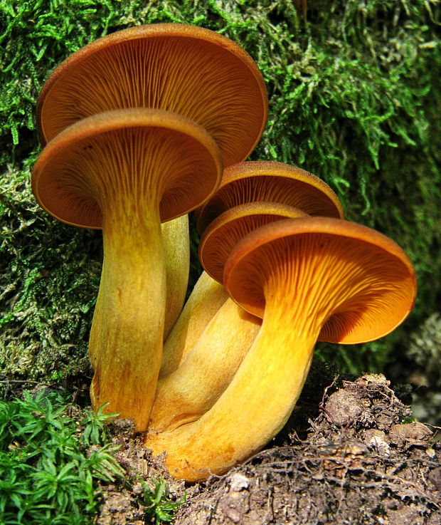 kališník hnedooranžový Omphalotus olearius (DC.) Singer