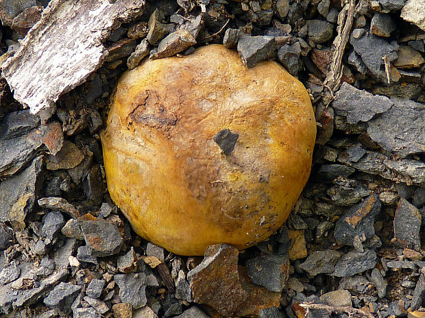 měcháč písečný Pisolithus arhizus (Scop.) Rauschert