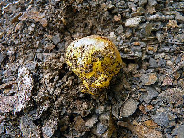 měcháč písečný Pisolithus arhizus (Scop.) Rauschert