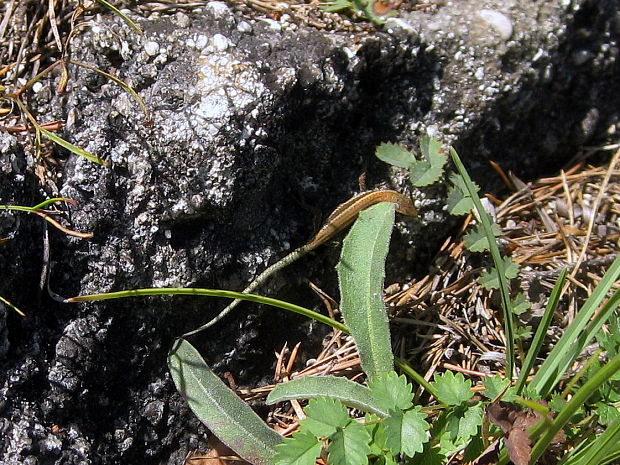 jašterica múrová Podarcis muralis