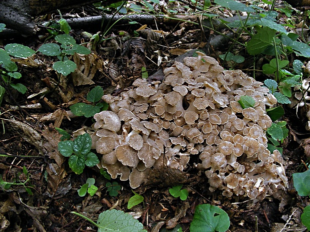 trúdnik klobúčkatý Polyporus umbellatus (Pers.) Fr.