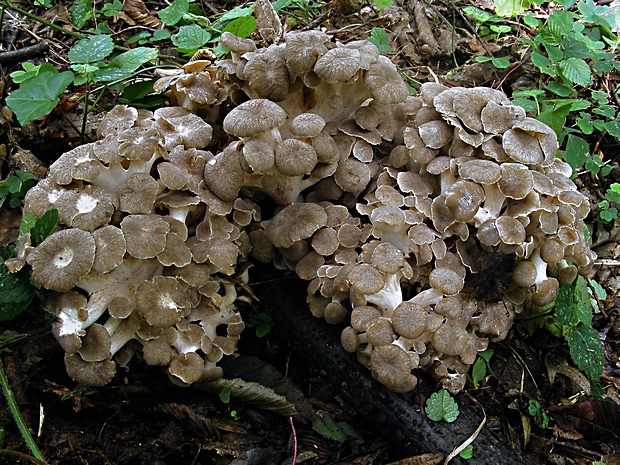 trúdnik klobúčkatý Polyporus umbellatus (Pers.) Fr.