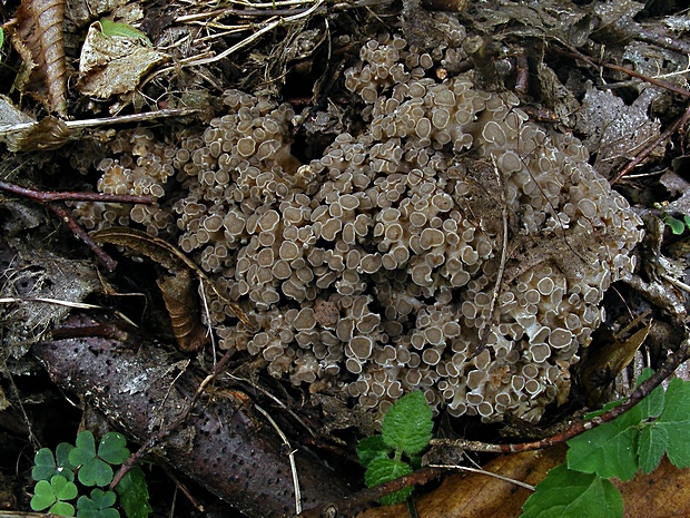 trúdnik klobúčkatý Polyporus umbellatus (Pers.) Fr.