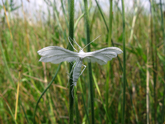 pierkavec povojový Pterophorus pentadactyla