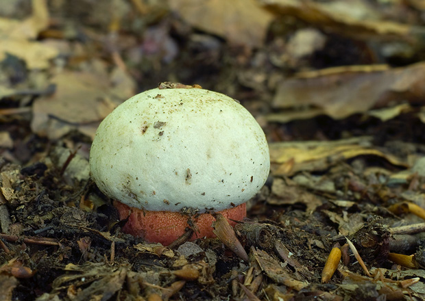 hríb purpurový Rubroboletus rhodoxanthus Kuan Zhao &amp; Zhu L. Yang