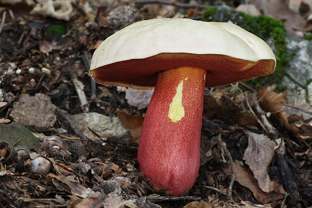 hríb purpurový Rubroboletus rhodoxanthus Kuan Zhao &amp; Zhu L. Yang